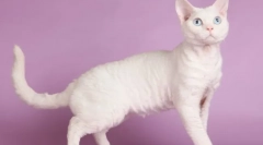 Cat devon-rex (zdjęcie): zabawny zwierzak i prawdziwy przyjaciel