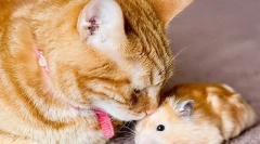 Kot i chomik w mieszkaniu, mogą zaprzyjaźnić się lub kot spożywać chomika