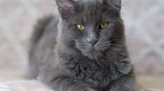 Kot nibelung (zdjęcie): dymny przystojny mężczyzna z dobrymi manierami