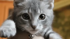 Kot odblokowuje kocięta wąsy: dbałość o potomstwo lub ukryta agresja