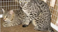 Safari cat: standardy, charakter i cechy opieki