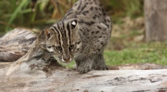 Cat-fisherman - mistrz podwodnych polowań