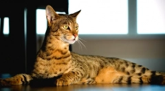 Savannah cat (foto): punning and delikatny gepard