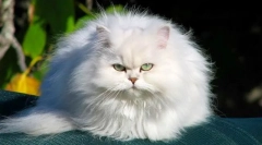 Cat chinchilla (zdjęcie): to nie jest rasa, jest to elegancka srebrna mgła w kolorze