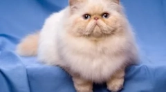 Cats-brakhicephali - specyfikacje ras i cech treści