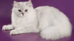 Koty: opis wszystkich ras