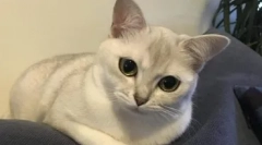 Koty rasy burmilla - wygląd, charakter i osobliwości