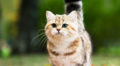 Koty rasy mcchin (zdjęcie): całunowe przyjaciele