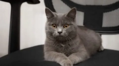 Koty rasy metis: opis gatunków i znaków