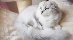 Koty rzadkiej rasy highland fold (długowłosa szkocja)