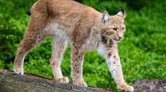 Koty z długimi nogami: łaska i łaska