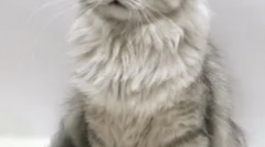 Skorupy kota, lub które puszyste zwierzęta są najbardziej złym charakterem