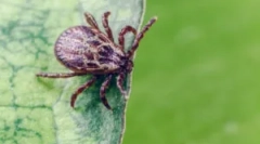 Garnitur i inne środki w celu ochrony przed kleszczeniami