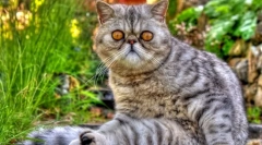 Kot ekzot (zdjęcie): kot zabawkowy z grubą wełną