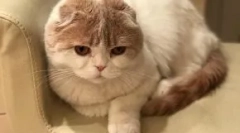 Kot lera kudryavtsevaya fofan: new star instagram