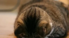 Kot został obrażony: jak znaleźć z nim wspólnego języka i uzupełnić