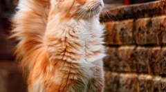 Koty maine kun (zdjęcie): królowie domowych kotów