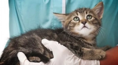 Choroby skóry w kotach