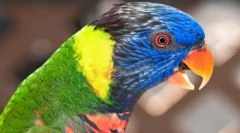 Piękne i inteligentne papugi