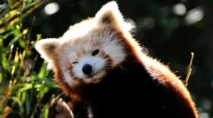 Czerwona panda (zdjęcie): miniaturowy ognisty niedźwiedź