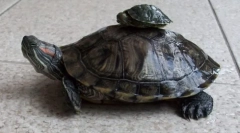 Redhead słodkowodny żółw w przyrodzie i w domu