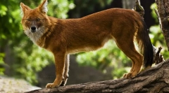 Czerwony wilk (zdjęcie): niebezpieczny drapieżnik z niezwykłym wyglądem