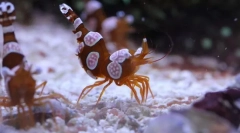 Krewetkowa anemoneova