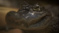 Krokodyl: ciekawe fakty dotyczące niebezpiecznego drapieżnika