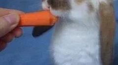 Króliki: główne rasy i zasady treści