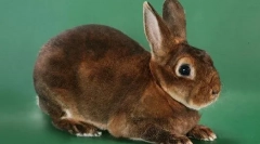Króliki rex