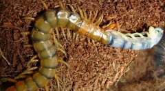 Planety duże owady (6 zdjęć)