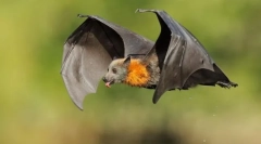 Krylanovy. Rodzina ssaków