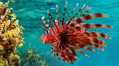 Lionland lub zebra ryba