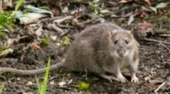 Szczury przy wykresie domku i ogrodu
