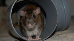 Szczury w piwnicy budynku mieszkalnego