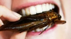 Który zjada tarakanov?