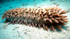 Kto morskich zwierząt z strachu traci jelit?