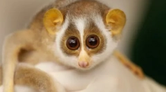 Kto jest miły ze wszystkich na świecie: najbardziej miły i dotkniętych dzikich zwierząt