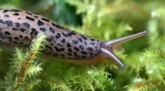 Kto jest w świetle wszystkich zębów: 10 najlepszych zwierząt, którzy mają dużo zębów