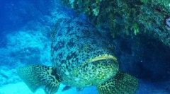 Kim jest żydowska ryba?