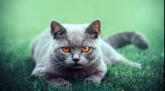 Kim są brytyjskie koty: opis rasy, jej funkcji i odmian