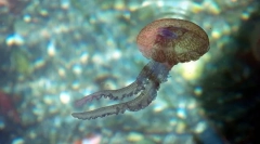 Kim są takie jelicie-szczęście?