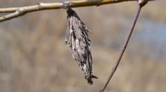 Kim są takie torby?