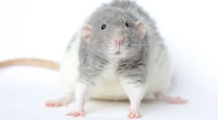 Crispy race rat rat rex: opis i funkcje