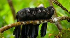 Kukułka (zdjęcie): ten kreator składa się i przebranie