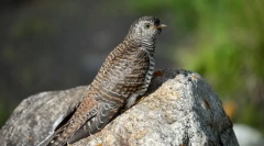 Cuckoo zwyczajny