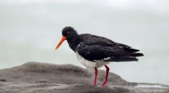 Kulik-czterdzieści zmienna