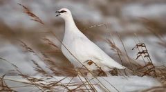 Partridge white medium rosyjski