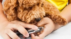 Pazury i róż na pazurach