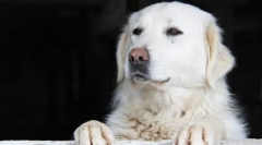 Kuvas (zdjęcie): niewiarygodnie piękny i poniesiony psa